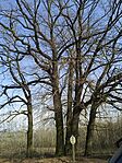 IMG_20250226_142418
