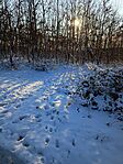 IMG_20250217_155348