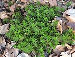 IMG_20250309_073932