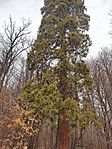 IMG_20250309_112932