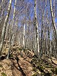 IMG_9003(1)