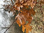 IMG_1383