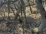 IMG_4531
