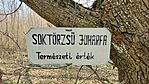 Pörkütt Márton és a Kezesfa-3