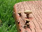 IMG_20250330_150541