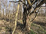 IMG_20250308_155042