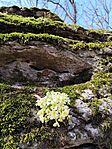IMG_20250308_122043