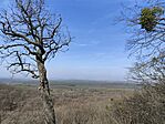 IMG_20250308_104732