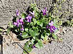 IMG_20250321_122258