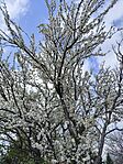 IMG_20250325_141153