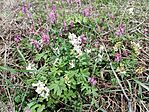 IMG_20250327_143536