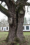 Nyíradony, kocsányos tölgy