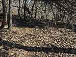 IMG_1753