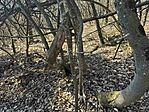 IMG_1754