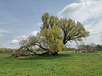 IMG_20250410_134312