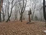 IMG_20241230_110426