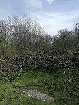 IMG_20250405_133739