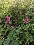 IMG_20250413_074816