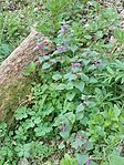 IMG_20250413_080455