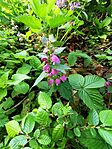 IMG_20250420_130320