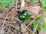 IMG_20250428_154227_1