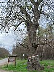 IMG_20250403_145821.jpg