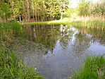 Örvény-tó
