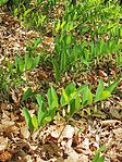 IMG_20250421_121311