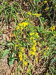 IMG_20250421_123914