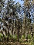 IMG_9905