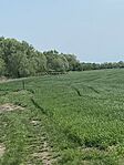 IMG_6593