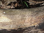 DSC00100