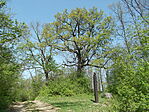 Almán-tető