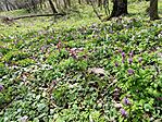 IMG_20250405_132658