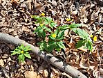 IMG_20250405_121122