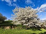 IMG_20250406_171512