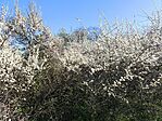 IMG_20250404_152424