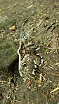 DSC01996