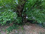 PXL_20250525_181516693