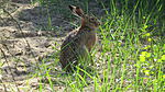 IMG_8545m