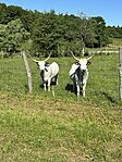 IMG_0030