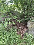 IMG_5735