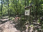 IMG_0681