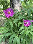 IMG_0685