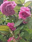 IMG_20250506_103723