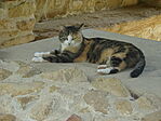 DSC00281