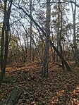 IMG_20241109_091746