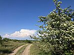 IMG_9510(1)