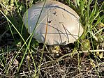 IMG_9511(1)