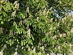 IMG_9543(1)